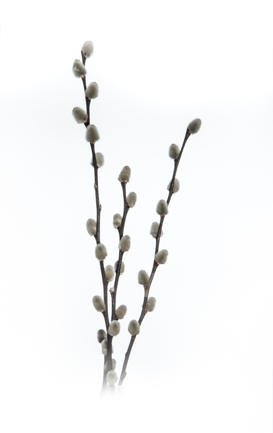 Tall Branches Of Artificial Pussy Willow Catkins